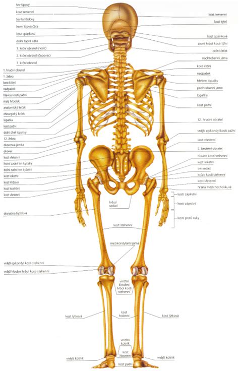 Kostra člověka s popisem obrázek anatomie anatomické údaje a počet