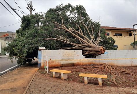 Chuva Forte Derruba árvores E Causa Estragos Em São Carlos São Carlos