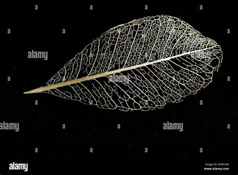 Leaf skeleton hi-res stock photography and images - Alamy