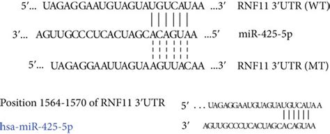 Mir 425 5p Directly Targeted And Regulated Rnf11 A Venn Diagram Download Scientific Diagram