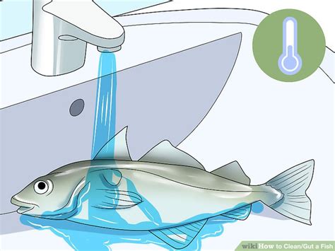 How To Cleangut A Fish 13 Steps With Pictures Wikihow