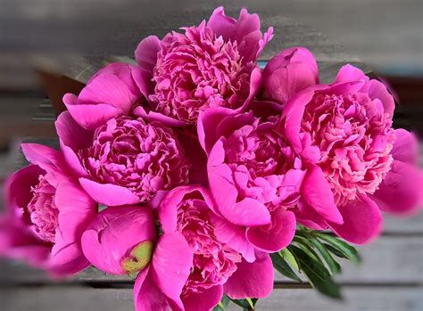 Peony Bouquet Large Flowers · Free photo on Pixabay