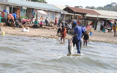 1 Day Fishing on Lake Victoria Uganda – Wabs Safaris