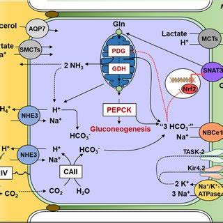 PDF Kidney Metabolism And Acidbase Control Back To The Basics