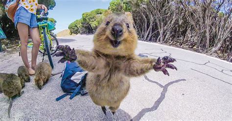 Animal of the Week #7: Quokka - Setonix brachyurus // The Roundup