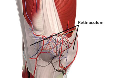 Working the patellar retinaculum - Academy of Clinical Massage