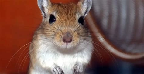 500+ Best, Cool & Good Gerbil Names for Your Cute Critter 2024