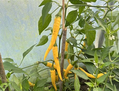 Pruning To Prosper Lessons From Chilli Peppers To Product Leaders