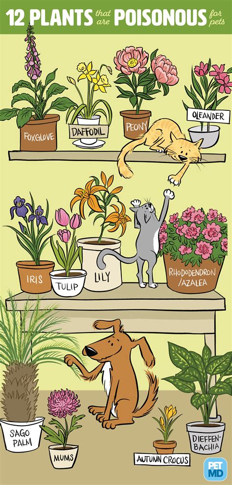 Which Plants Are Poisonous For Dogs
