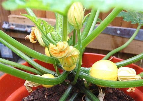 Growing Pumpkins In Containers | How To Grow Pumpkins In Pots | Balcony ...