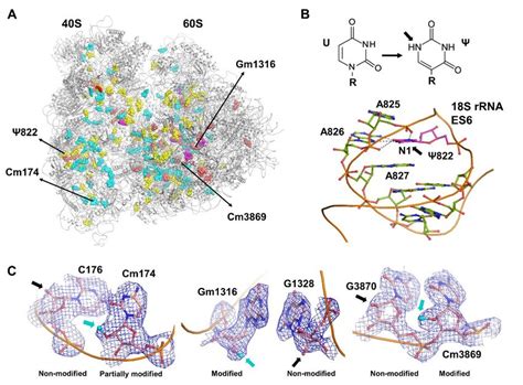 A Overview Of The Human 80s Ribosome Structure With Rrna