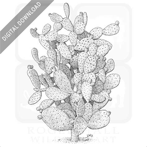 Stock art drawing of Prickly Pear Cactus