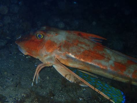 The Red Gurnard Chelidonichthys Kumu Marine Life Society Of South