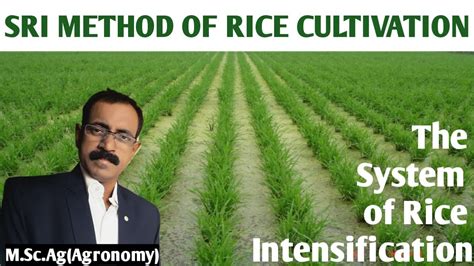 Sri Method Of Rice Cultivation Sri The System Of Rice Intensification Youtube