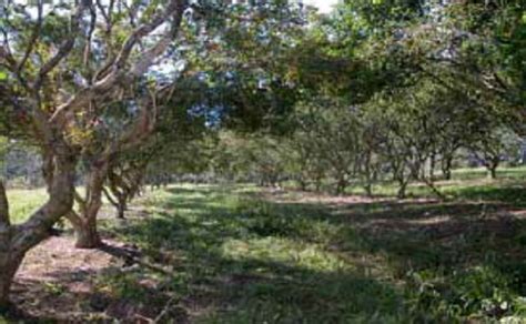 Frutas Brasil Cultivo Da Pitangueira Eugenia Uniflora Linnaeus