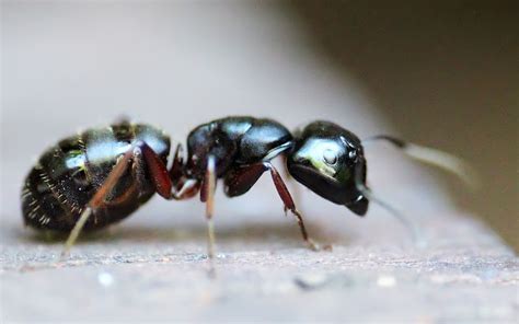 How To Keep Ants Out Of Hummingbird Feeder » Birds & Wild