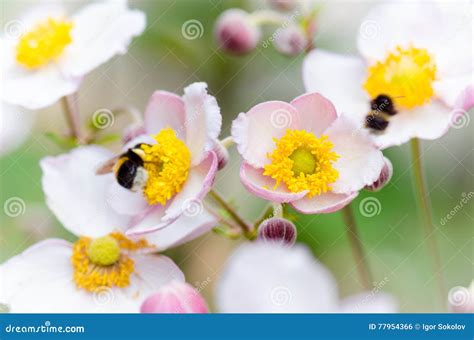 Een Bij Verzamelt Stuifmeel Van Bloem Close Up Stock Foto Image Of