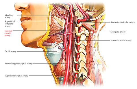 Maxillary Artery Medical Anatomy Basic Anatomy And Physiology Arteries