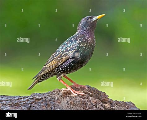 Starling uk hi-res stock photography and images - Alamy
