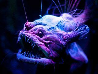 Mariana Trench Anglerfish