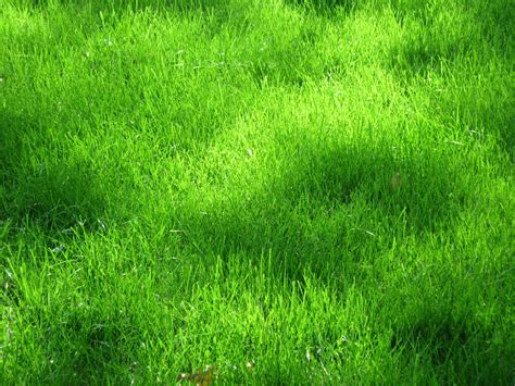 Трава, grass, texture, текстурыы и фоны травы, зеленая трава