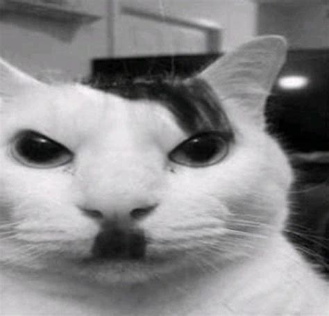 Kitler | Uncanny Cat | Know Your Meme