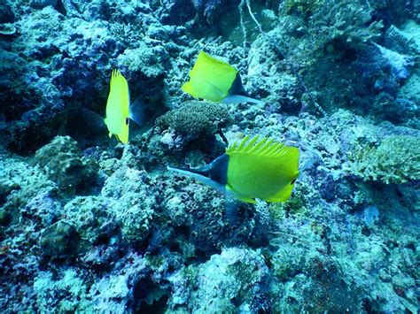 Big longnose butterflyfish - Moalboal Reef Species