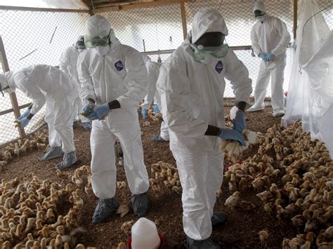 Canada Expanding Surveillance Testing Milk For H N Avian Flu Amid U S