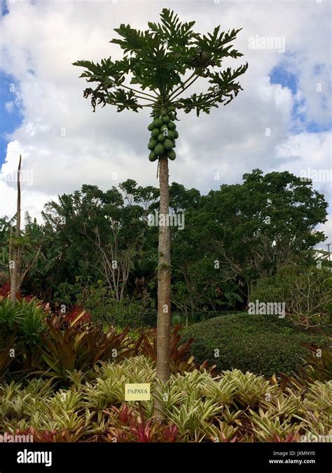 Papaya Tree Hawaii High Resolution Stock Photography And Images Alamy