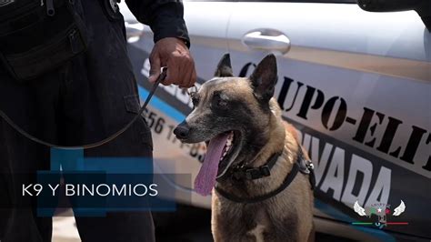 Binomio Canino K Servicios De Seguridad Privada Youtube