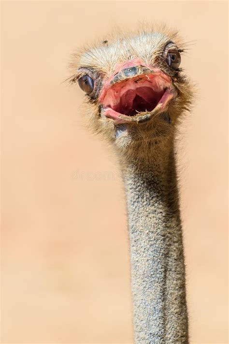 Funny Ostrich Bird Portrait Stock Image Image Of Curious Face 83492765