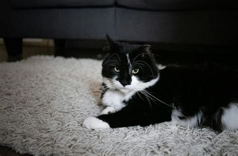 Unveiling the Enigmatic Charm: Tuxedo Cat Personality | by Md Ariful ...