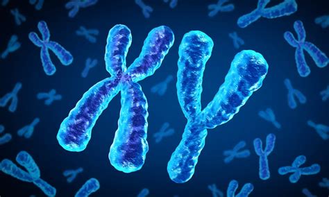 Why XX And XY Chromosomes Dont Tell The Full Story Of Sex GenderGP