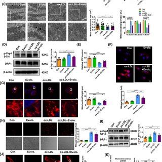 Oxidized Lowdensity Lipoprotein OxLDL Elevates The Expression Of