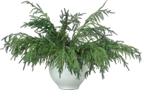 Amazon Jutom Pcs Christmas Norfolk Pine Branches Norfolk Pine