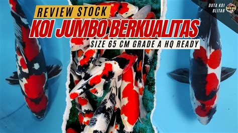 REVIEW KOI JUMBO KUALITAS ISTIMEWA BURUAN BOSKU ADA GRADE SQ SUPER