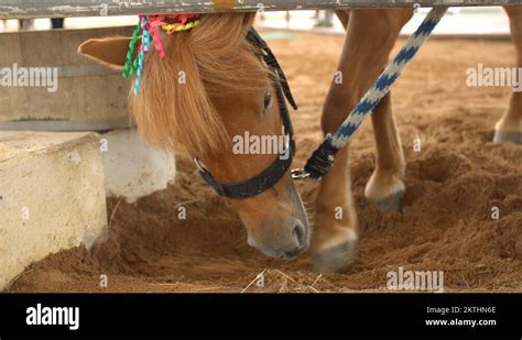 Dwarf horse Stock Videos & Footage - HD and 4K Video Clips - Alamy