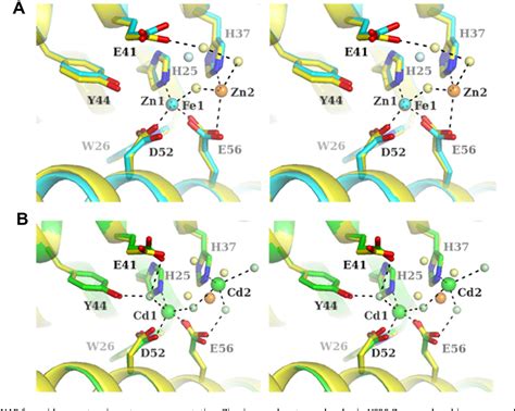 Figure 2 From Crystal Structure Of Helicobacter Pylori Neutrophil