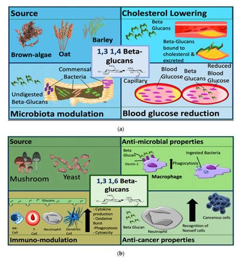 Jof Free Full Text Glucan Metabolic And Immunomodulatory