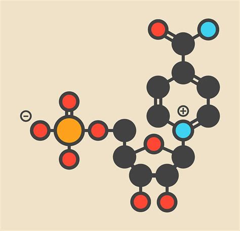 Nicotinamide Mononucleotide Molecule Photograph By Molekuul Science Photo Library Fine Art America