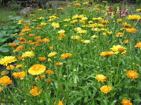 Cultiver Du Calendula Comment Faire Pousser Du Souci En Pot Les