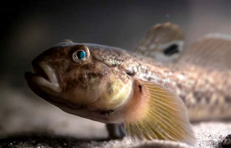 Fight Looms In New York Against Invasive Fish Found In Hudson River