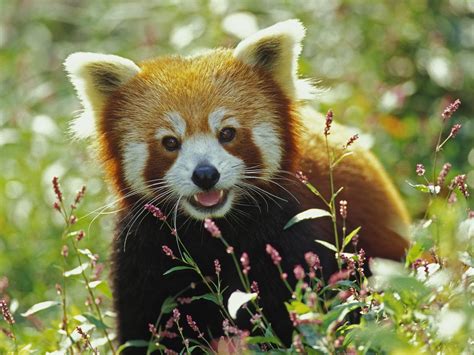 red panda bear « Nat Geo Adventure