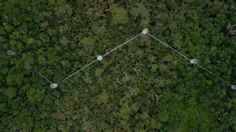 Premium Stock Video The Longest Canopy Walkway In Africa With Nature