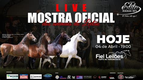 Live Haras Rf Youtube