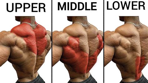 Top Upper Back Middle Back And Lower Back Exercises Back Youtube