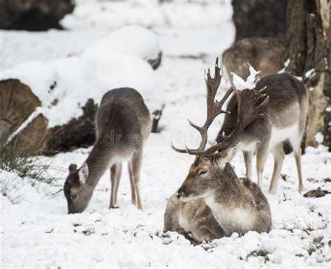 Beautiful Image Of Fallow Deer In Snow Winter Landscape Stock Image