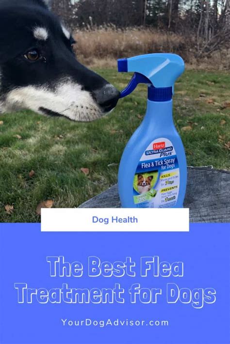 The Best Flea Treatment for Dogs | Your Dog Advisor