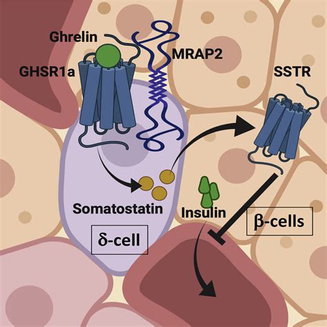 The Insulinostatic Effect Of Ghrelin Requires Mrap Expression In