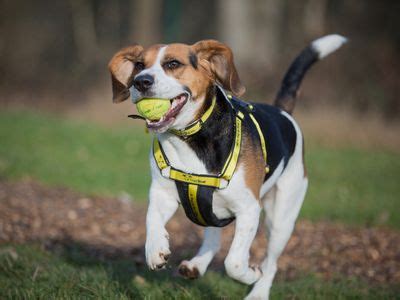 Teach Your Dog To Wear A Harness | Training | Dogs Trust